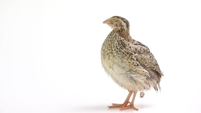 Young domesticated quail isolated on white background.
Wild quail, Coturnix coturnix, isolated on a white background.