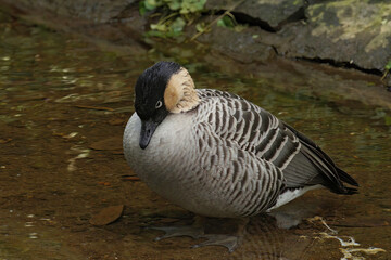 A closeup shot of the endangered Hawaiian goose, Branta sandvicensis, in Parc Paradisio, Belgium