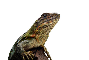 Obraz premium Black spiney-tailed iguana on a white background