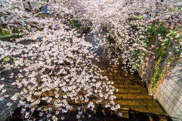 目黒川の桜　東京都
