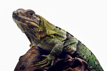 Black spiney-tailed iguana on a white background