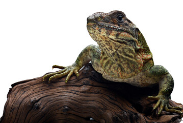 Black spiney-tailed iguana on a white background