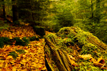 Herbststimmung im Wald. Alter verrottender Baumstumpf im Vordergrund vor einer Waldlandschaft mit viel herbstlich gefärbtem Laub.