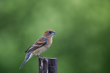 An immature blue grosbeak perched on a metal fence pole overlooking a meadow. 