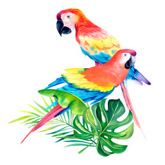 Macaw parrot in the tropical jungle. Monstera. Palm branch. Tropical composition. watercolor illustration on an isolated background.