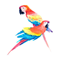 A red tropical parrot on an isolated background. Macaw parrot. Watercolor illustration. The tropics. Birds. © Marina
