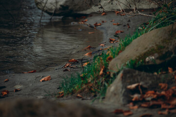 the bank of a mountain river