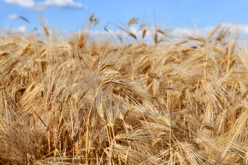 Fototapeta na wymiar Goldgelbe Ähren in einem Weizenfeld