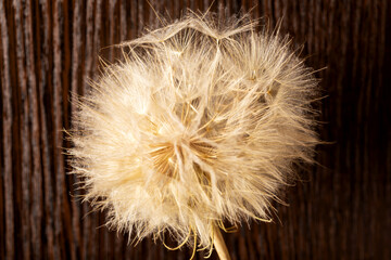Old dry dandelion on brown wooden background. Concept of life and old age
