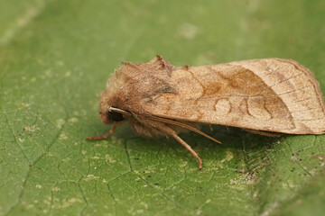 Closeup of the rosy rustic moth, Hydraecia micacea sitting on a green leaf in the garden