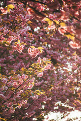 trees bloom in spring. Cherry blossom