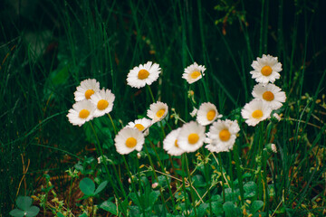 little daisies bloomed in May