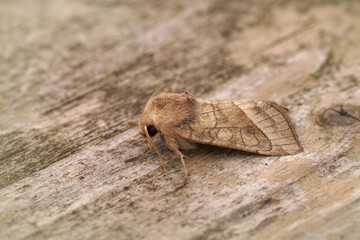 Closeup on the lightbrown rosy rustic potato skin borer owlet moth ,Hydraecia micacea sitting on wood
