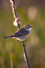 Yellow-Rumped Warbler (Setophaga Coronata) Myrtle subspecies perched on a cattail. 