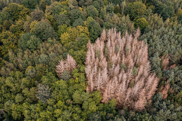 A group of dead spruces are a sign of forest dieback in Germany - obrazy, fototapety, plakaty