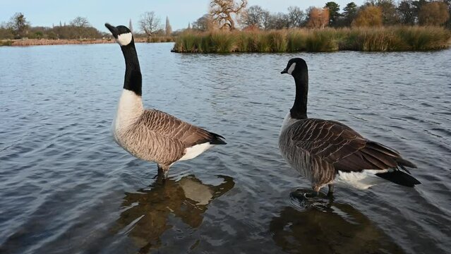 Very noisy honking geese