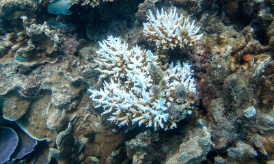 Naklejka na ściany i meble Close-up of bleaching coral reef colony in the sea 2.