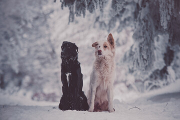 Un chien de race berger blanc suisse dans la neige