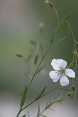 Blue flax flowers on thin green stems.