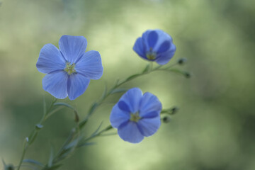 Blue flax flowers on thin green stems.