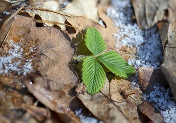 autumn leaves on the ground