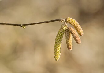 Cats are one of the symbols of spring and Easter. Typically, they are twigs of the willow, with partially budding buds - flowers	