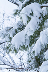 雪を被った松の木