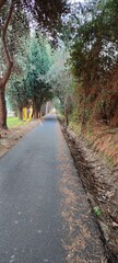 road in the woods