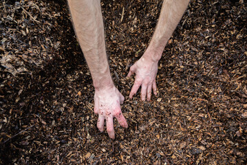 Hands holding wood shavings for the garden.Mulching evergreen bed with pine bark mulch.Natural background from recycled wood mulch. Hands holding wood shavings. vegetable garden planting concept