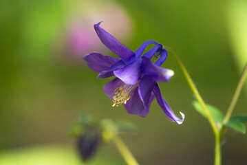 Flower of Common Columbine (Aquilegia vulgaris) in an Arboretum flowering