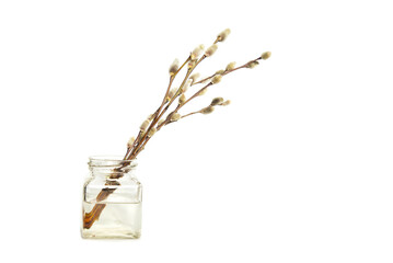 willow branches in water in a transparent square vase isolated on white background. Element for the...