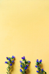 Composition of flowers. Beautiful flowers on a yellow paper background. Purple meadow flowers on a pastel background. copy space, greeting card.