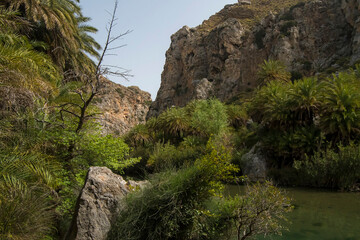 Cretan Palm (Phoenix theophrasti) group in a gorge with a small creek at Preveli in south Crete, Greece