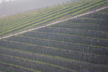 Shot of the Unesco proseco hills, wine mountains framed by the Venetian fog.Cold and foggy winter.
