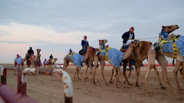 Camel caretaker riding camel in the race track.