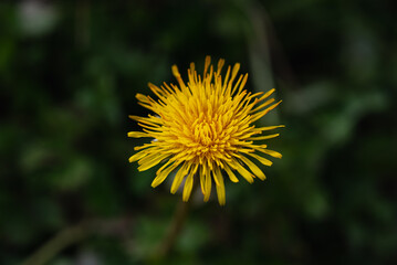 yellow dandelion close up. yellow dandelion isolated