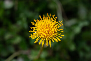 yellow dandelion close up. yellow dandelion isolated