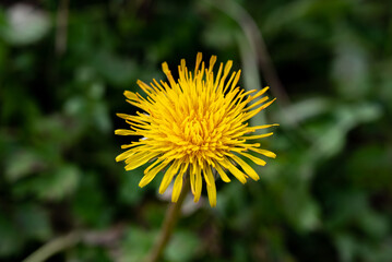 yellow dandelion close up. yellow dandelion isolated