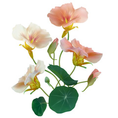 Beautiful flower. Nasturtium. Floral background. Isolated. Round leaves. Green. Pink. Bouquet.
