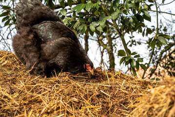 Black hen looking for food. Brahma breed hen. Close up of free range hen.Freedom concept