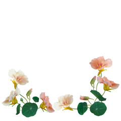 Beautiful flower. Nasturtium. Floral background. Isolated. Round leaves. Green. Pink. Bouquet. Border.
