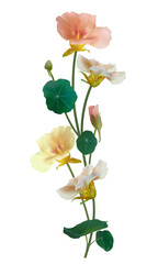 Beautiful flower. Nasturtium. Floral background. Isolated. Round leaves. Green. Pink. Bouquet. Border.