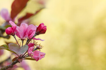 Obraz premium Bright pink and sunny yellow background with cherry blossoms. Spring nature flower background. Sakura, Japan.