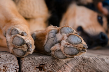 Dog's footprint in close up
