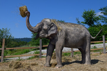 The Asian elephant raised a bundle of straw in its trunk above its head. Horizontal, close-up.