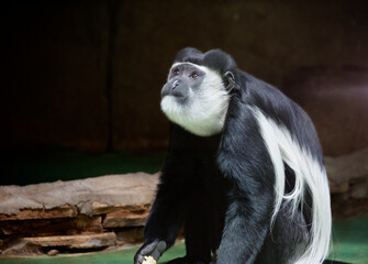 Black-and-white colobus monkey.
 It is a species of monkeys of the monkey family of the primate...