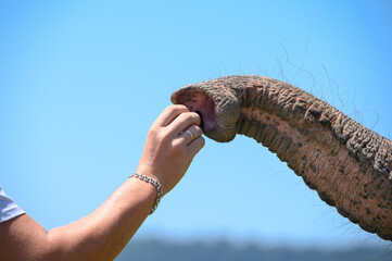 A man's hand puts a piece of food in the trunk of an Asian elephant. Horizontal, close-up.