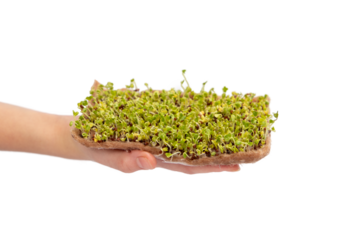 Cabbage microgreens germinate in the hand. Isolated on a white background.