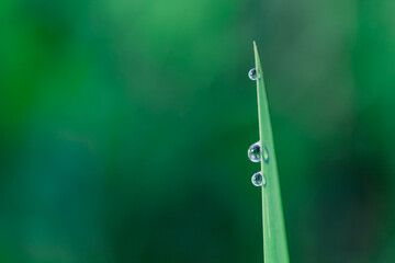 Macro of raindrop. Composition of nature plant leaves and water drops,  beautiful artistic image of purity of the environment