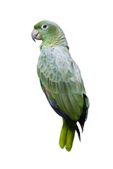 Mealy parrot. Amazona farinosa